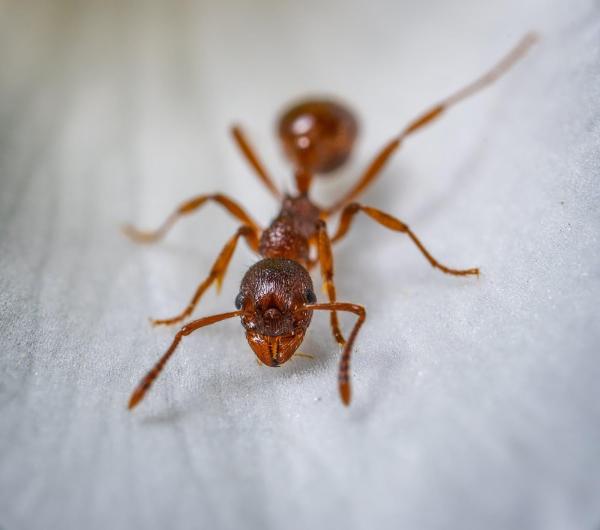 Relentless Pest Control