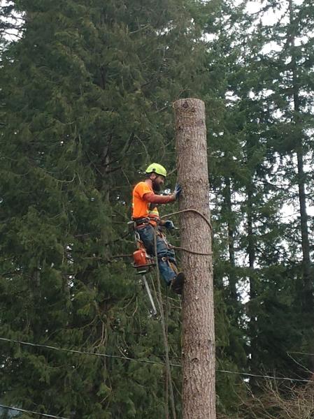 Pennella Tree Service LLC