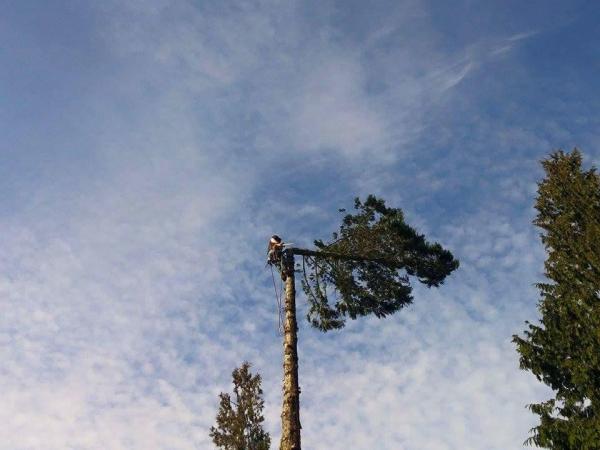 Pennella Tree Service LLC