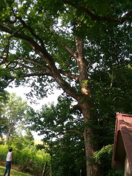 Joe & John Paul Total Tree Service