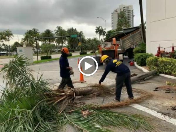 Sam's Tree Service