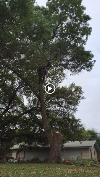 Chuy's Tree Service
