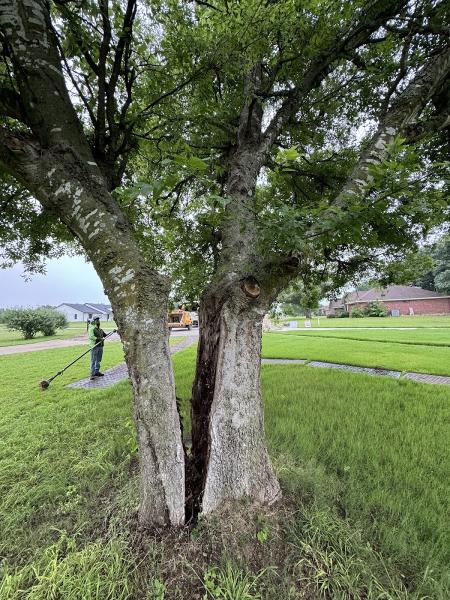Chuy's Tree Service