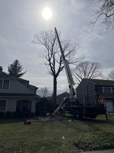 ALL Stars Tree Solutions