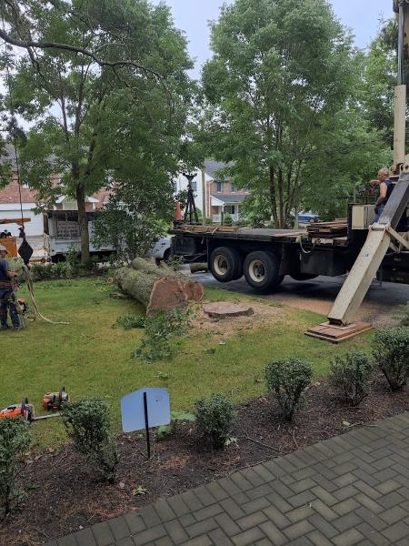 ALL Stars Tree Solutions