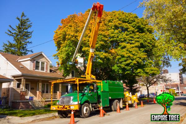 Empire Tree LLC