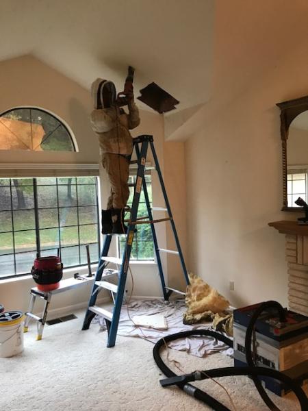 Bee Conscious Removal
