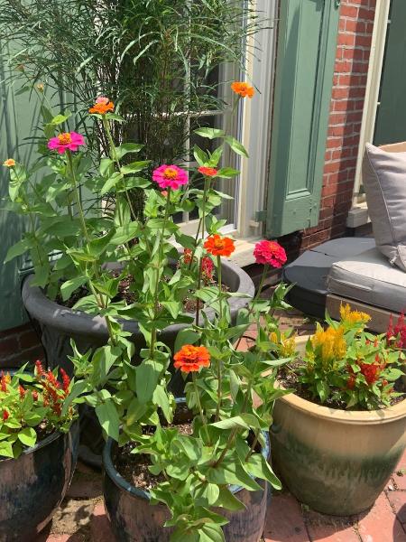Citygreen Gardening