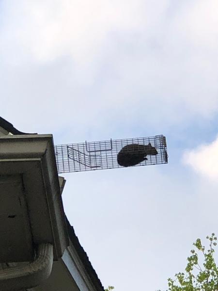 Atlanta Squirrel & Rat Removal