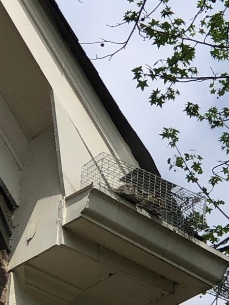 Atlanta Squirrel & Rat Removal