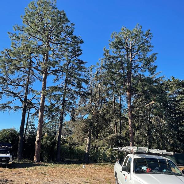 Pacific Tree Care