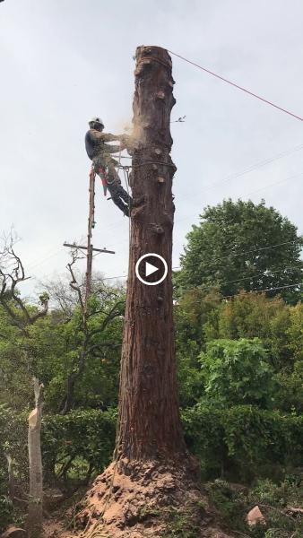Pacific Tree Care