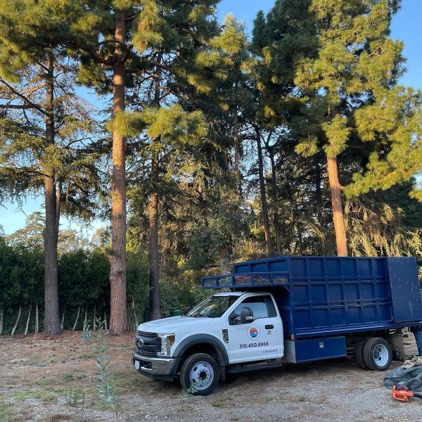 Pacific Tree Care