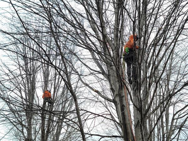 Rooted Tree Specialists