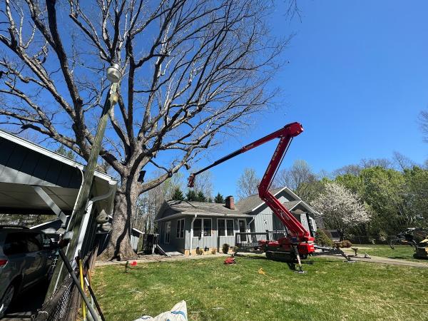 Limbwalkers Tree & Crane Service