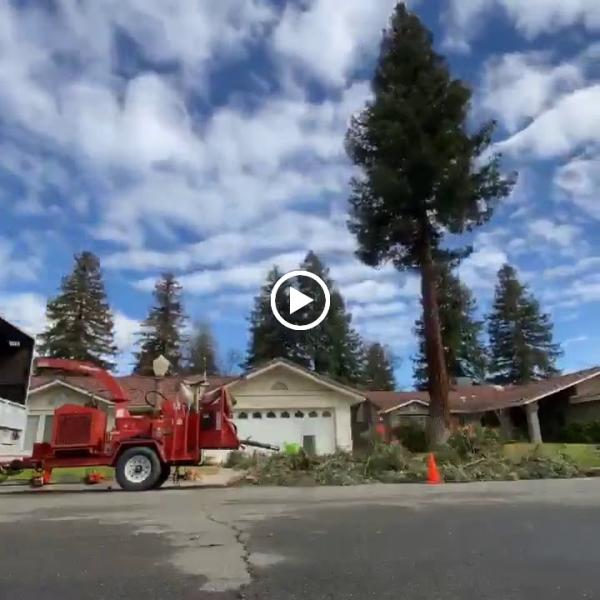 Clovis Tree Care