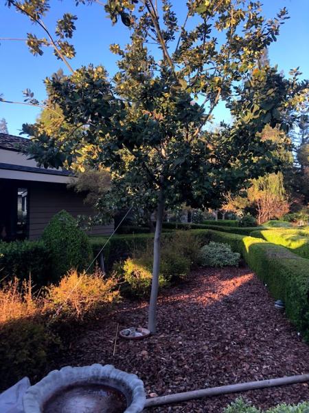 Clovis Tree Care