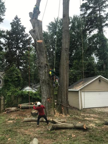 Omega Tree Service LLC