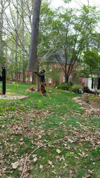 Omega Tree Service LLC