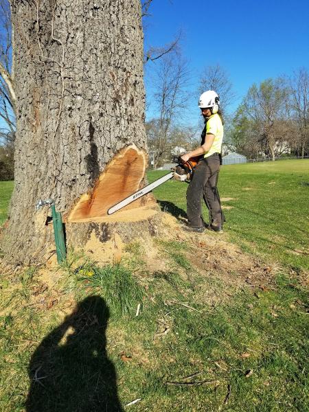 Queen City Silviculture