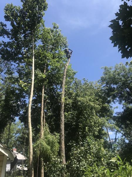 Clear View Tree Services LLC