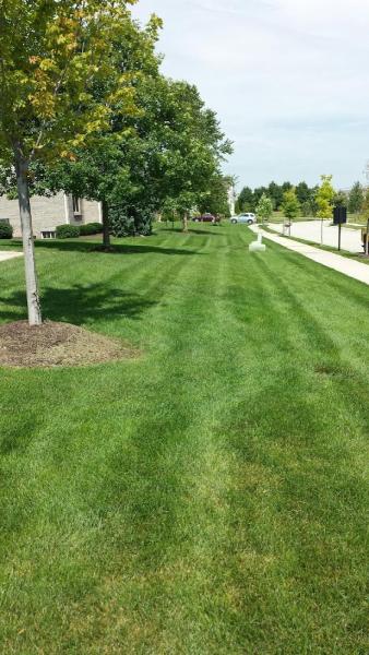 Bee Green Organic & Traditional Lawn & Plant Healthcare