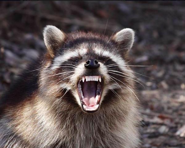 Northeast Pest and Wildlife Control