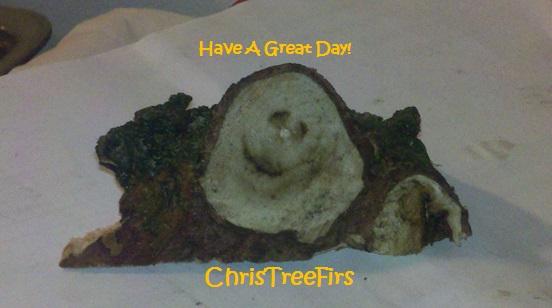 Christreefirs