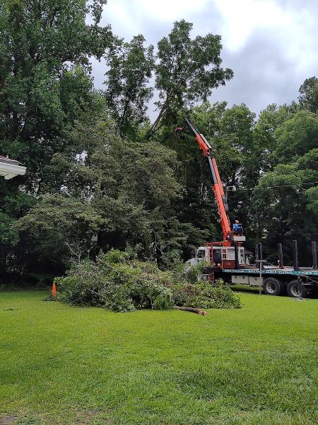 Jolly's Tree Service