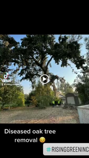 Rising Green Inc Tree Service