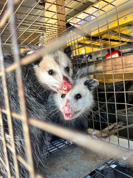 Asap Pest & Wildlife Removal