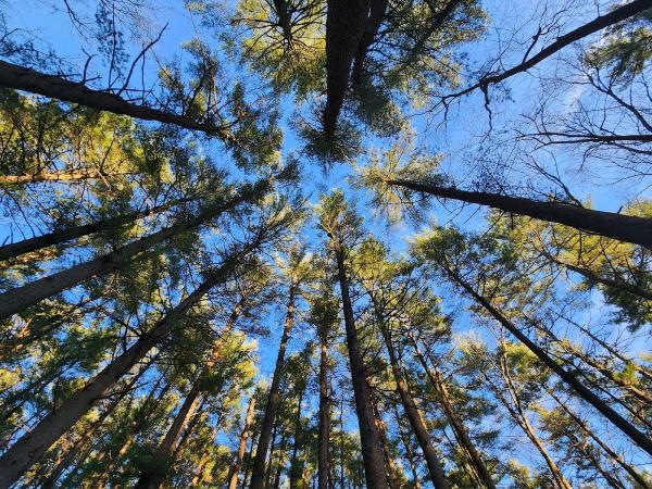 Eco-Works Tree Service
