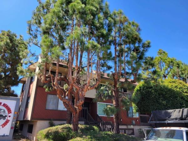 Indian River Tree Solutions