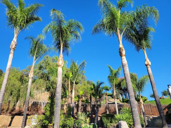 Indian River Tree Solutions