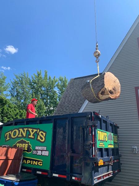 Tony's Tree Service Buffalo