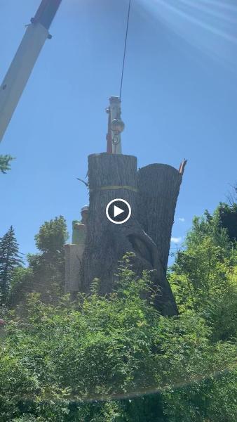 Tony's Tree Service Buffalo