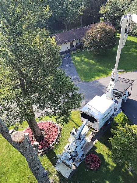 Green Leaf Tree Services