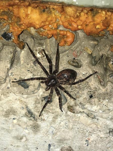 Pest Control Specialists