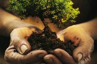 Billy's Affordable Tree Service