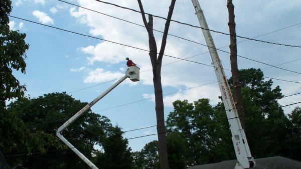 Linander's Tree Service