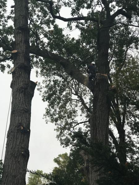Nicholas Tree Care