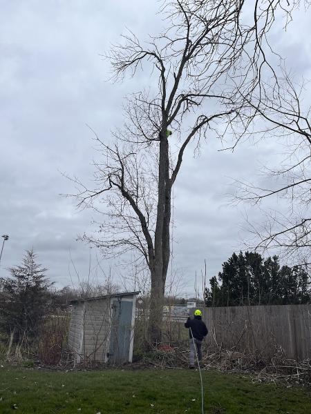 Nicholas Tree Care