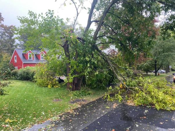 KT Tree Services