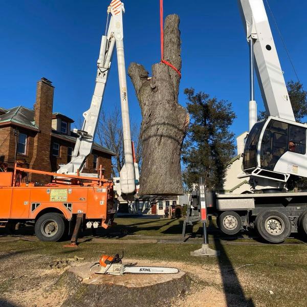 KT Tree Services