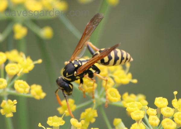 Bee Man