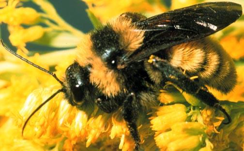 Bee Man