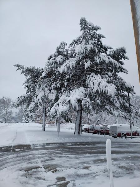A Cut Above Tree Services
