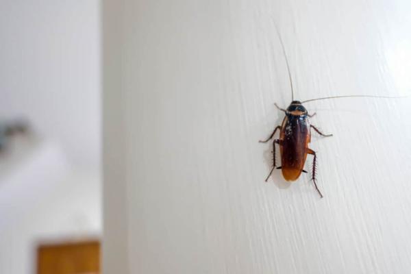 Bug Shockers