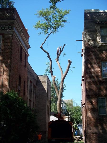 Scott's Tree Service