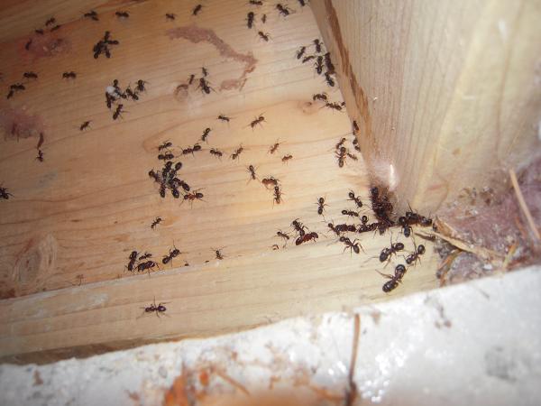IDC Pest Control & Termite Exterminator